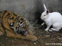 男子把兔子和老虎养在一起，结果局面出乎意料！