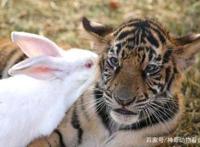 男子把兔子和老虎养在一起，结果局面出乎意料！
