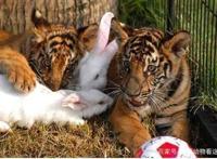 男子把兔子和老虎养在一起，结果局面出乎意料！