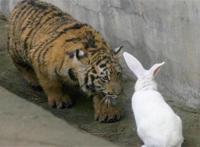 老虎和兔子在一起会怎么样？饲养员大呼简直丢尽了老虎界的脸面