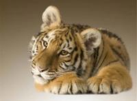 老虎和兔子在一起会怎么样？饲养员大呼简直丢尽了老虎界的脸面