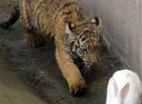 老虎和兔子在一起会怎么样？饲养员大呼简直丢尽了老虎界的脸面