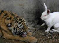 兔子和老虎待在一起会发生什么？弱肉强食吃掉它？看到最后震惊了！