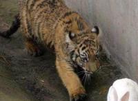 兔子和老虎待在一起会发生什么？弱肉强食吃掉它？看到最后震惊了！