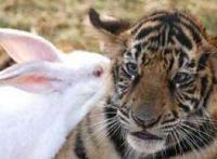 兔子和老虎待在一起会发生什么？弱肉强食吃掉它？看到最后震惊了！