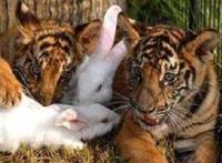 兔子和老虎待在一起会发生什么？弱肉强食吃掉它？看到最后震惊了！