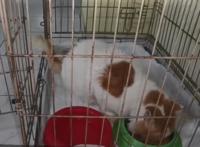 流浪猫受伤濒死被救助，捡回一条猫命，从此过上幸福生活