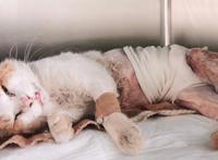 流浪猫受伤濒死被救助，捡回一条猫命，从此过上幸福生活