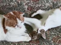 流浪猫受伤濒死被救助，捡回一条猫命，从此过上幸福生活