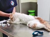 流浪猫受伤濒死被救助，捡回一条猫命，从此过上幸福生活