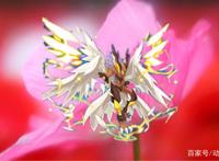 赛尔号：从笨拙小鸟进化成天使，曾经的天空霸主，而今的精灵王