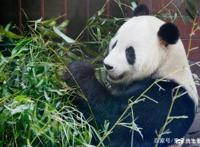 「活动回顾」四川卧龙“熊猫总动员”——做熊猫义工志愿者