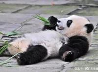 「活动回顾」四川卧龙“熊猫总动员”——做熊猫义工志愿者