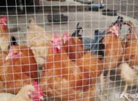 现在你家里的屯菜还有多少？准备怎么熬过去？