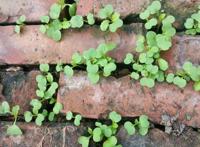 他在砖缝里种菜，一手掰开一棵大白菜，真带劲！