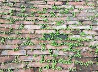 他在砖缝里种菜，一手掰开一棵大白菜，真带劲！