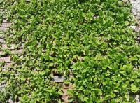 他在砖缝里种菜，一手掰开一棵大白菜，真带劲！