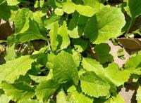 他在砖缝里种菜，一手掰开一棵大白菜，真带劲！