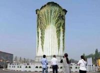 河北的“网红”建筑，造型奇特无比，一棵又白又绿的“大白菜”！