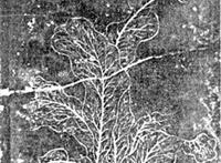 一棵大白菜，为何滋养了一个民族的胃口和精神？