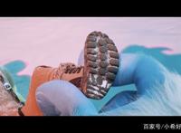 《雪怪大冒险》你是喜欢大脚还是小脚？可爱雪怪让你从头笑到尾！