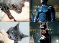 被动物咬了就能变身超级英雄，美漫的英雄套路被网友恶搞了一番