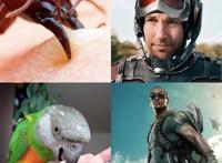 被动物咬了就能变身超级英雄，美漫的英雄套路被网友恶搞了一番