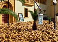 海里没有海绵？那《海绵宝宝》哪里来的？动画片主角真的存在吗？