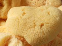 海里没有海绵？那《海绵宝宝》哪里来的？动画片主角真的存在吗？