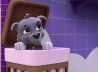 哪只不是《汪汪队立大功》中的狗狗？15后用时2秒，10后弃权？