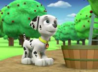 哪只不是《汪汪队立大功》中的狗狗？15后用时2秒，10后弃权？