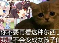 《巧克力与香子兰》四代开发中，大神网友制作表情包：快给我变！