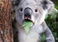 爆笑动漫：澳洲人玩坏考拉，不单cos动漫人物，各种游戏人物也出