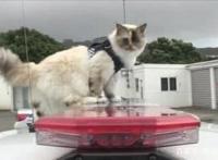 警猫？打扰了，打扰了