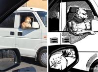 漫画师脑洞新奇，三次元猫狗拟人化成肌肉猛男，不服都不行