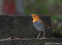 以爱之名的伤害：无数野生小鸟，正因被拍摄死去