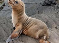 海狗被鲨鱼的远亲袭击，它怎么会死在这种猎物的手里？