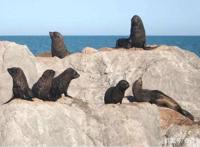 海狗被鲨鱼的远亲袭击，它怎么会死在这种猎物的手里？