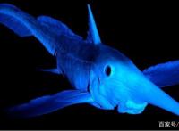 海狗被鲨鱼的远亲袭击，它怎么会死在这种猎物的手里？