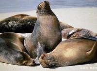 海狗被鲨鱼的远亲袭击，它怎么会死在这种猎物的手里？