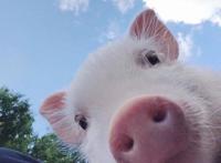 动物比惨大赛：狐狸章鱼是单身狗，鲨鱼怀孕要4年