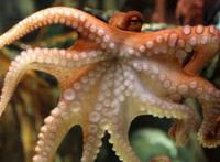 动物比惨大赛：狐狸章鱼是单身狗，鲨鱼怀孕要4年