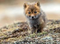 动物比惨大赛：狐狸章鱼是单身狗，鲨鱼怀孕要4年