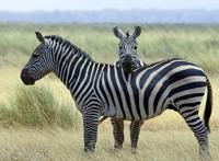 动物比惨大赛：狐狸章鱼是单身狗，鲨鱼怀孕要4年