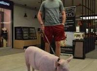 NBA球星养宠物到底有多秀？有人养鲨鱼，有人为狗打官司