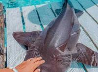 国外女模特为博眼球与一群鲨鱼嬉戏玩耍像对待小狗一样抚摸鲨鱼