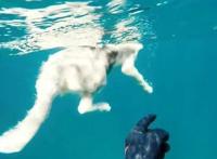 主人潜水拍摄视频，狗子也跟着下了水，不料他们遇到了鲨鱼群……