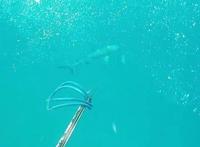 主人潜水拍摄视频，狗子也跟着下了水，不料他们遇到了鲨鱼群……