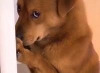 网红迷惑行为接连翻车？为博取流量不择手段，虐狗吃鲨鱼没底线？