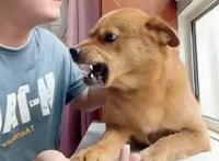 网红迷惑行为接连翻车？为博取流量不择手段，虐狗吃鲨鱼没底线？